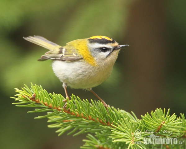 Králiček Králik ohnivohlavý (Regulus ignicapillus)