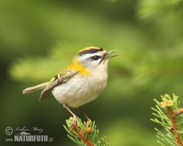 Králiček Králik ohnivohlavý (Regulus ignicapillus)