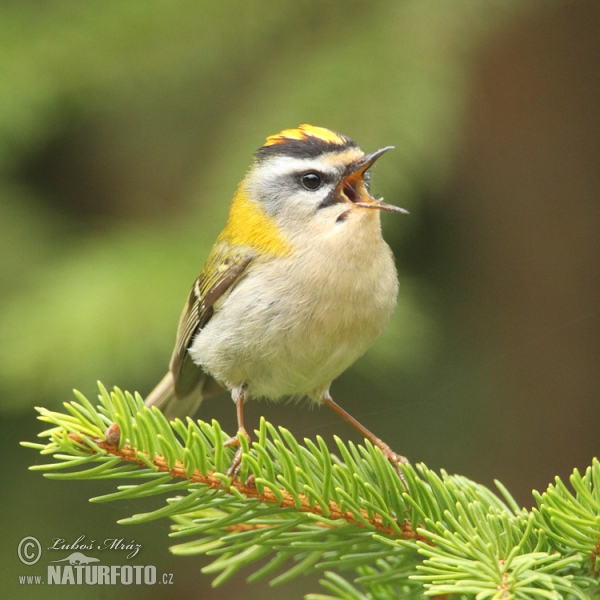 Králiček Králik ohnivohlavý (Regulus ignicapillus)