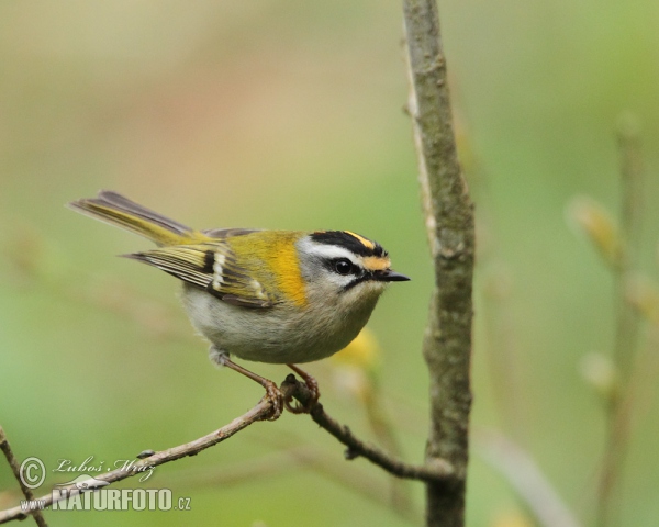 Králiček Králik ohnivohlavý (Regulus ignicapillus)