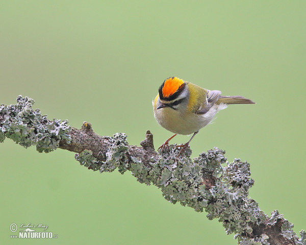 Králiček Králik ohnivohlavý (Regulus ignicapillus)