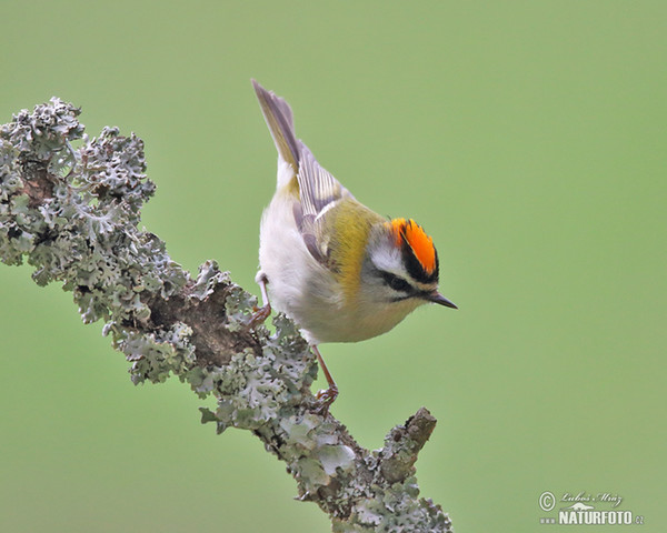 Králiček Králik ohnivohlavý (Regulus ignicapillus)