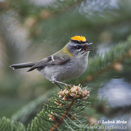 Králiček Králik ohnivohlavý (Regulus ignicapillus)