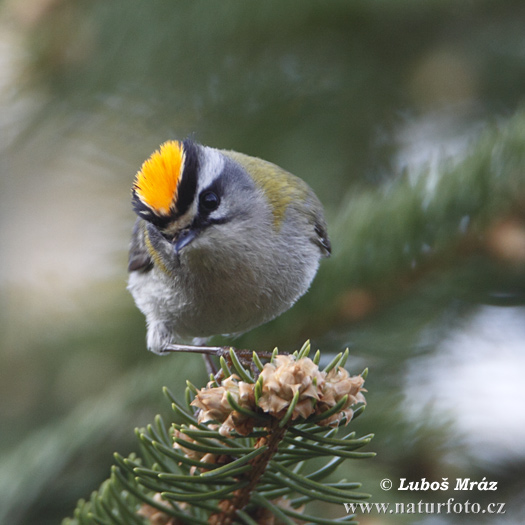 Králiček Králik ohnivohlavý (Regulus ignicapillus)