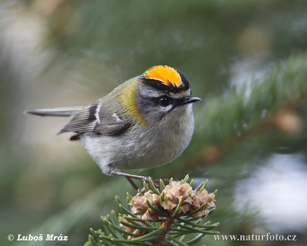 Králiček Králik ohnivohlavý (Regulus ignicapillus)