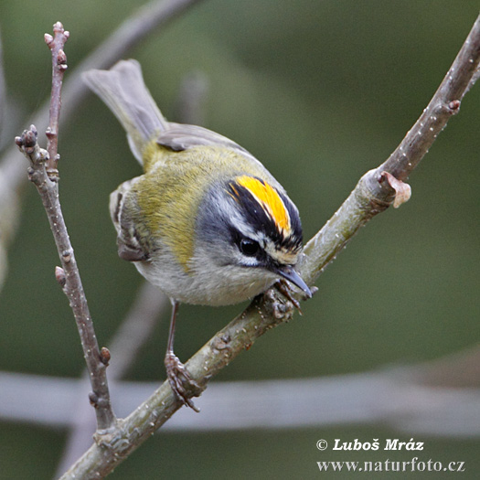 Králiček Králik ohnivohlavý (Regulus ignicapillus)