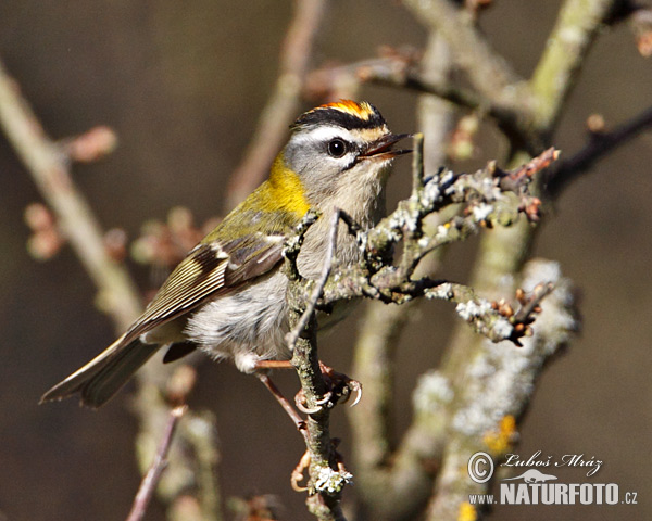 Králiček Králik ohnivohlavý (Regulus ignicapillus)