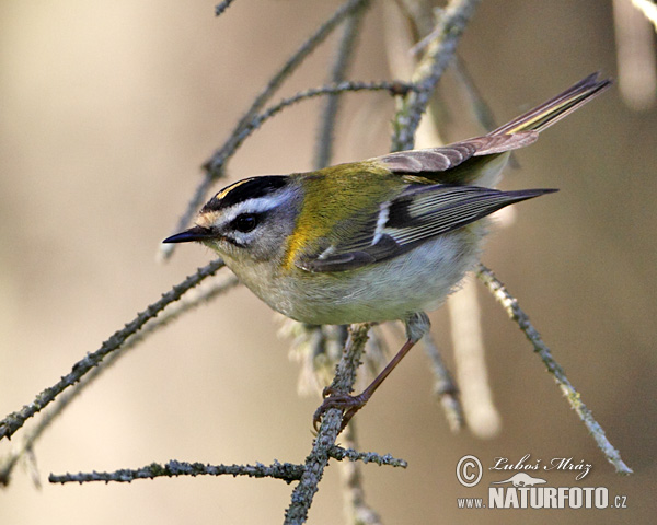 Králiček Králik ohnivohlavý (Regulus ignicapillus)