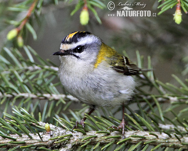 Králiček Králik ohnivohlavý (Regulus ignicapillus)