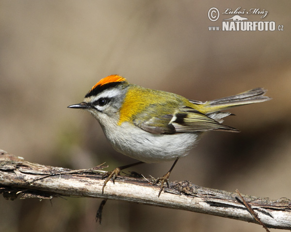 Králiček Králik ohnivohlavý (Regulus ignicapillus)