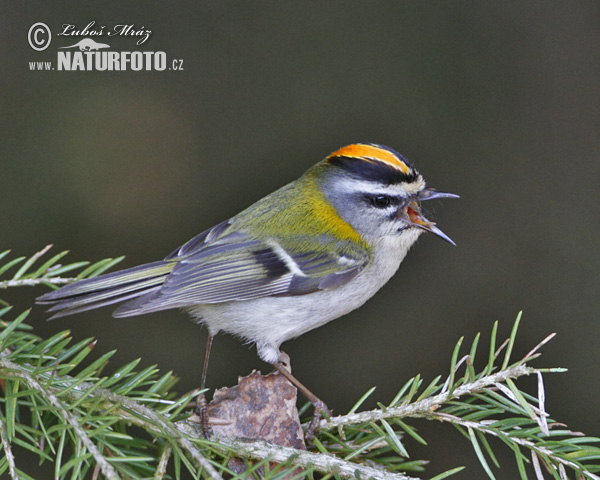 Králiček Králik ohnivohlavý (Regulus ignicapillus)