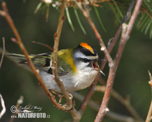 Králiček Králik ohnivohlavý (Regulus ignicapillus)