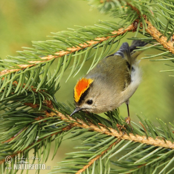 Králíček obecný (Regulus regulus)