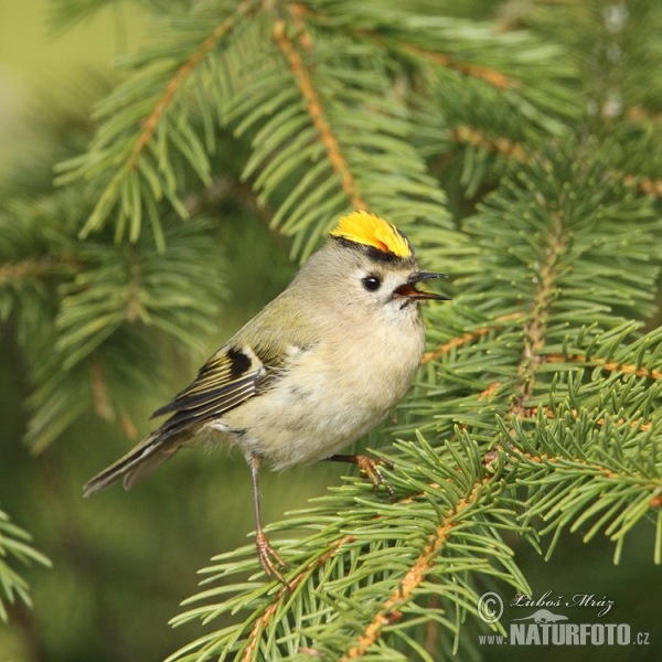 Králíček obecný (Regulus regulus)