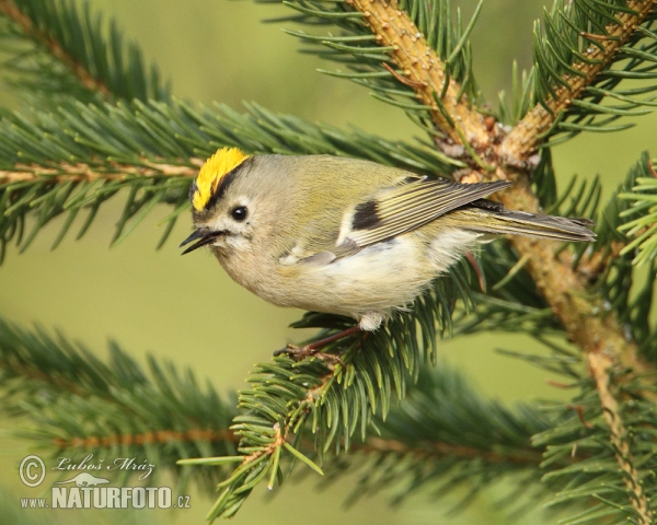 Králíček obecný (Regulus regulus)