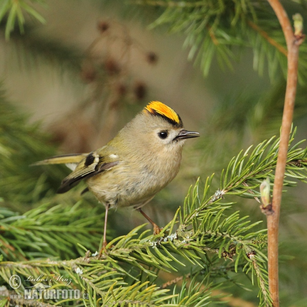 Králíček obecný (Regulus regulus)