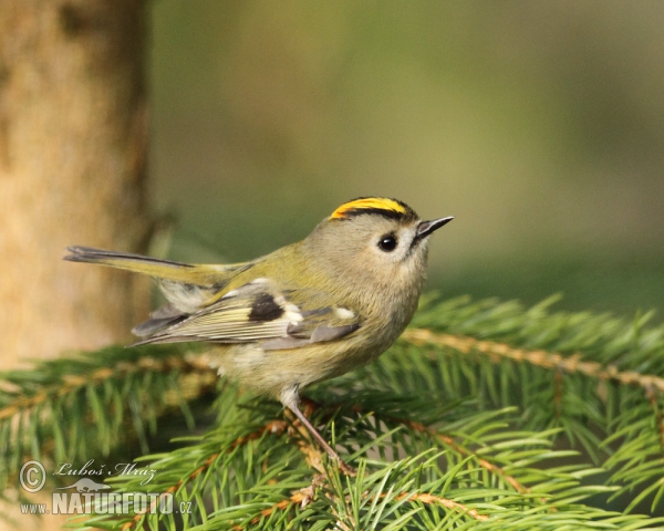 Králíček obecný (Regulus regulus)