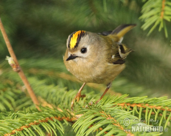 Králíček obecný (Regulus regulus)