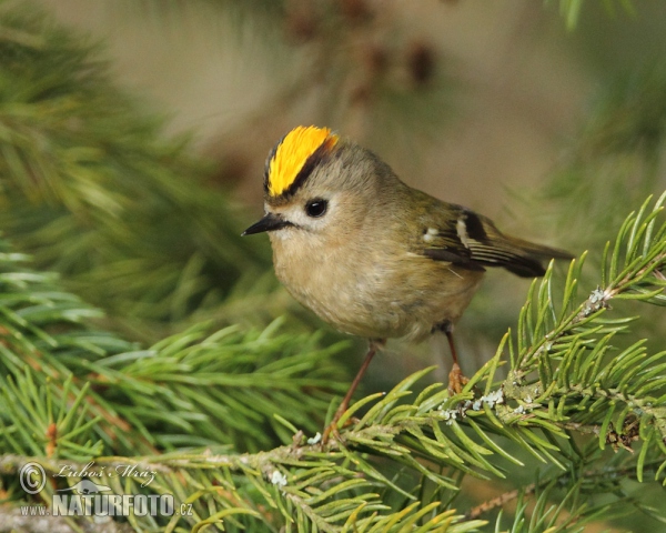 Králíček obecný (Regulus regulus)