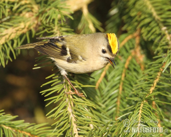 Králíček obecný (Regulus regulus)