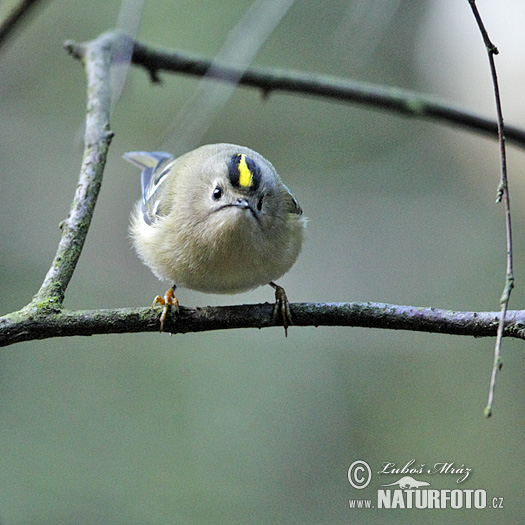 Králiček zlatohlavý (Regulus regulus)