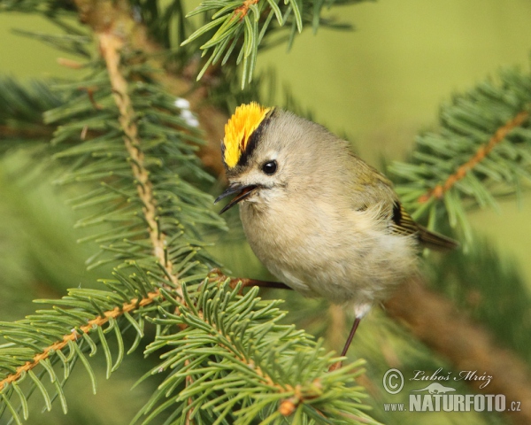 Králiček zlatohlavý (Regulus regulus)