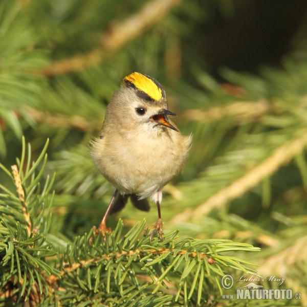 Králiček zlatohlavý (Regulus regulus)