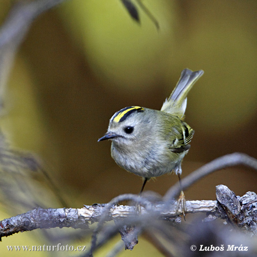 Králiček zlatohlavý (Regulus regulus)