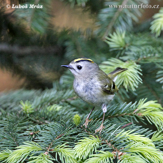 Králiček zlatohlavý (Regulus regulus)