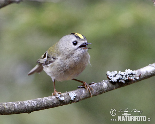 Králiček zlatohlavý (Regulus regulus)