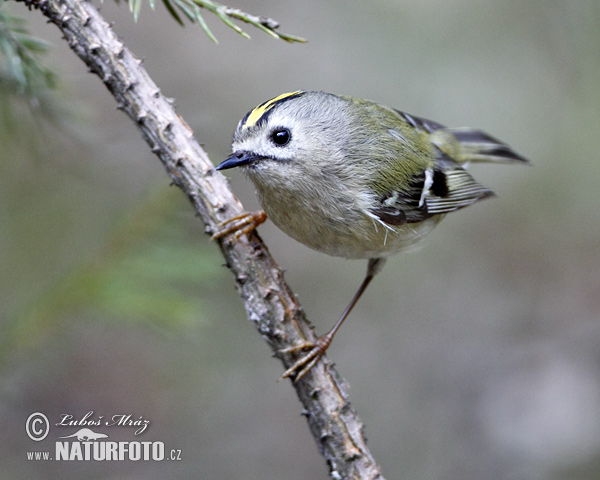 Králiček zlatohlavý (Regulus regulus)