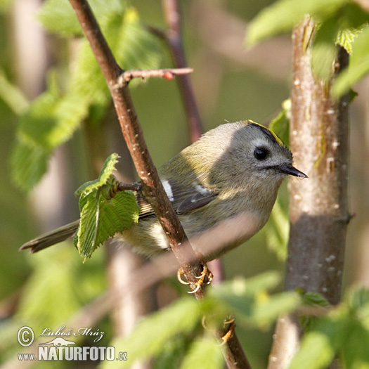 Králiček zlatohlavý (Regulus regulus)