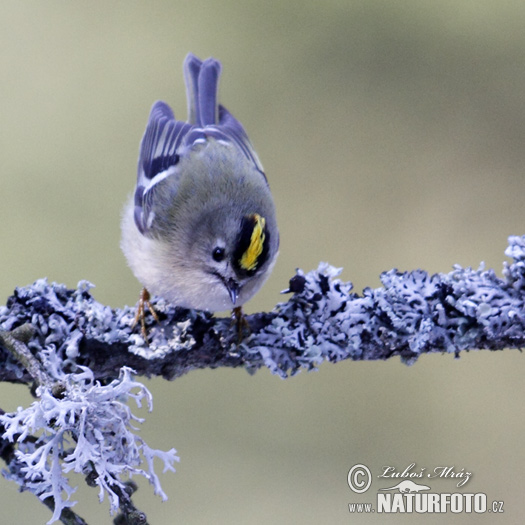 Králiček zlatohlavý (Regulus regulus)