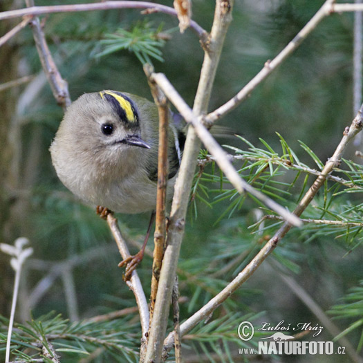 Králiček zlatohlavý (Regulus regulus)