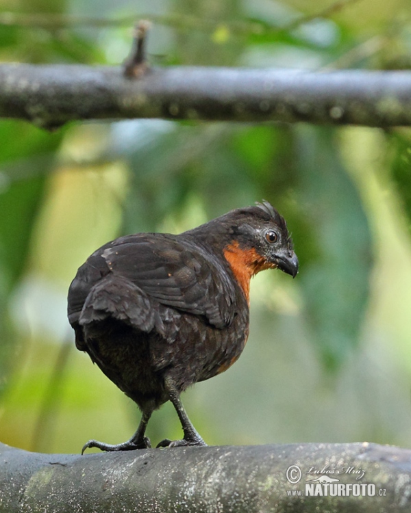 Křepel hnědohřbetý (Odontophorus melanonotus)