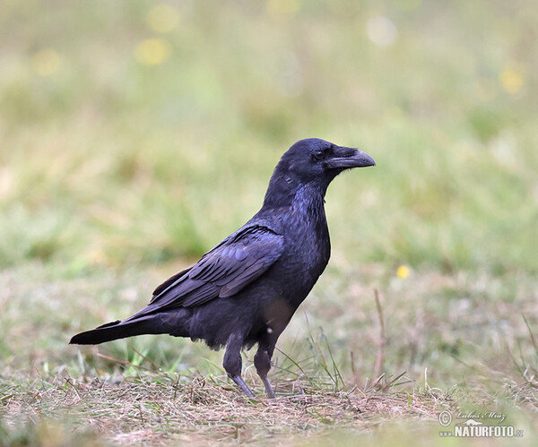 Krkavec čierny (Corvus corax)