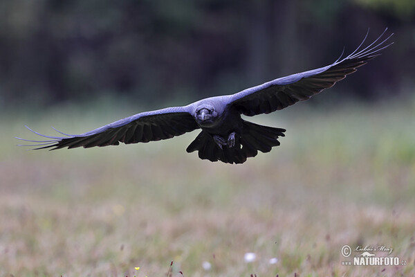 Krkavec čierny (Corvus corax)