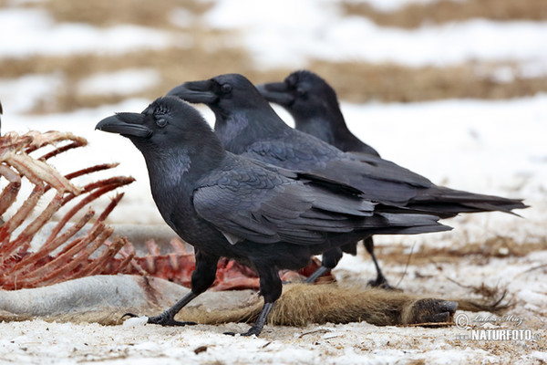 Krkavec čierny (Corvus corax)