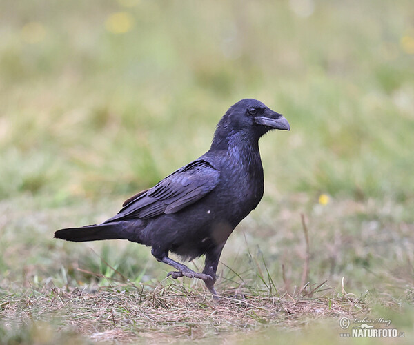 Krkavec čierny (Corvus corax)