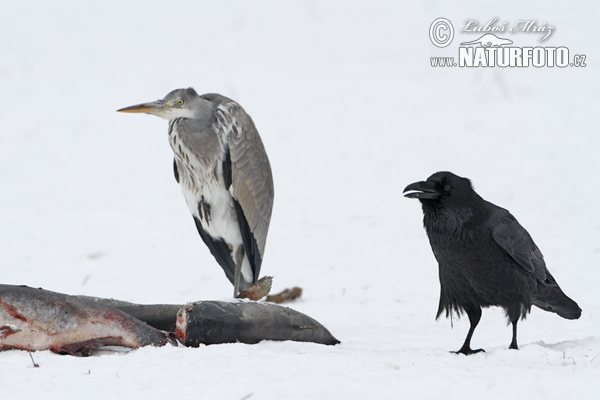 Krkavec čierny (Corvus corax)