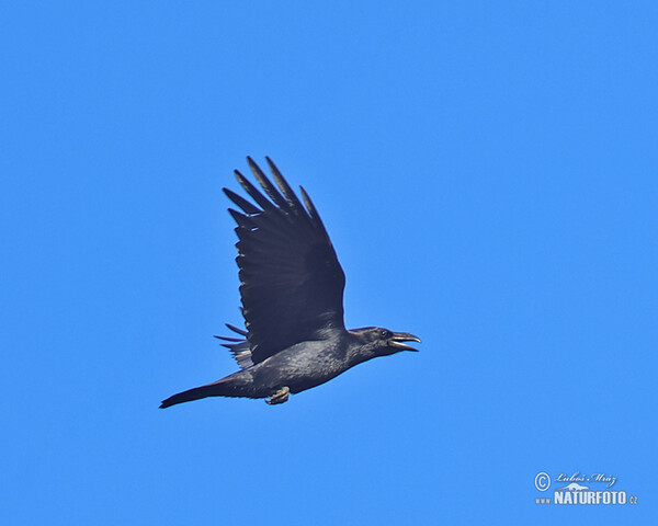 Krkavec čierny (Corvus corax)