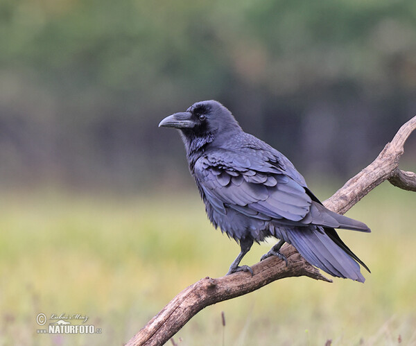 Krkavec čierny (Corvus corax)