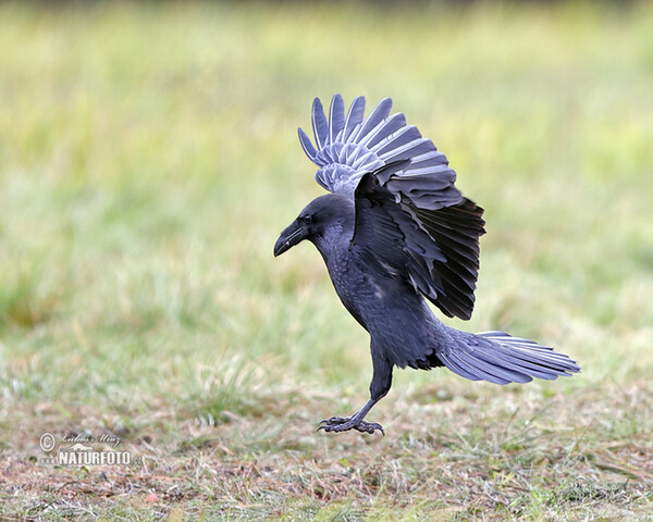 Krkavec čierny (Corvus corax)