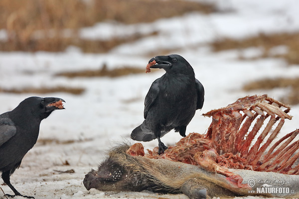 Krkavec čierny (Corvus corax)