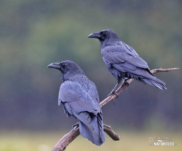 Krkavec čierny (Corvus corax)