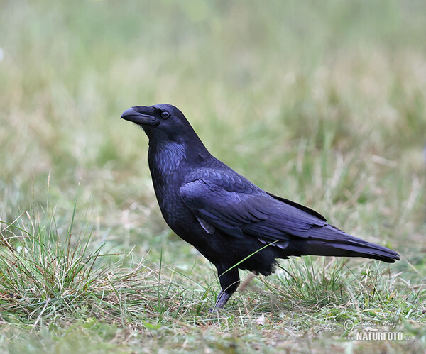 Krkavec čierny (Corvus corax)