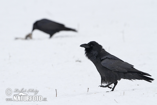 Krkavec čierny (Corvus corax)