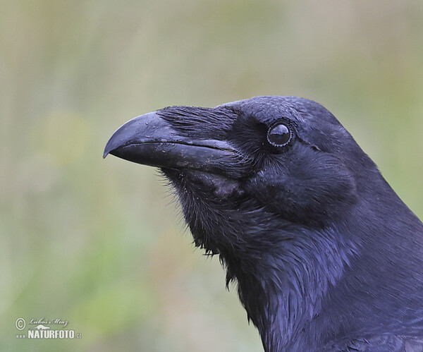 Krkavec čierny (Corvus corax)