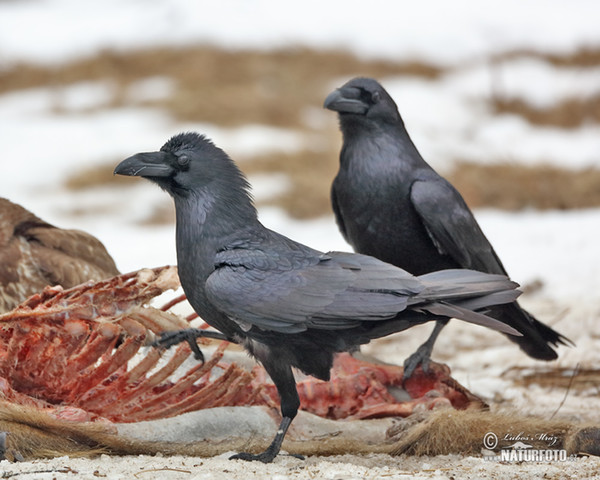 Krkavec čierny (Corvus corax)