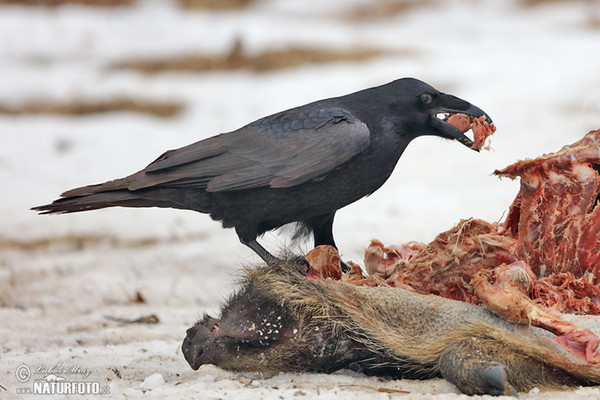 Krkavec čierny (Corvus corax)